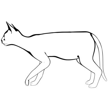 Beyaz arka planda kedi resmi. Sphynx siluet vektörü, evcil hayvan çizimi