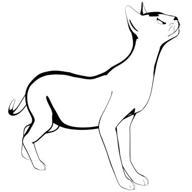Beyaz arka planda kedi resmi. Sphynx siluet vektörü, evcil hayvan çizimi