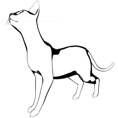 Beyaz arka planda kedi resmi. Sphynx siluet vektörü, evcil hayvan çizimi