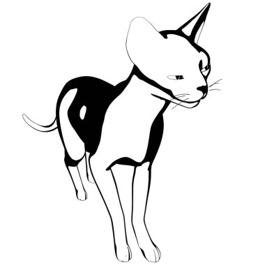 Beyaz arka planda kedi resmi. Sphynx siluet vektörü, evcil hayvan çizimi