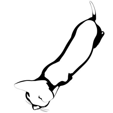 Beyaz arka planda kedi resmi. Sphynx siluet vektörü, evcil hayvan çizimi