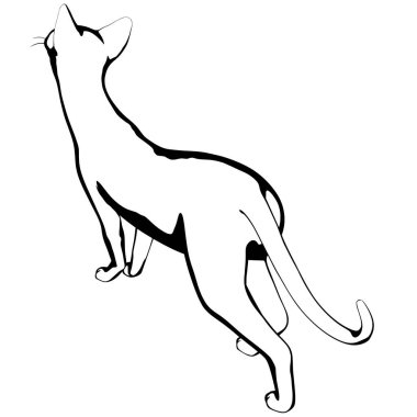 Beyaz arka planda kedi resmi. Sphynx siluet vektörü, evcil hayvan çizimi
