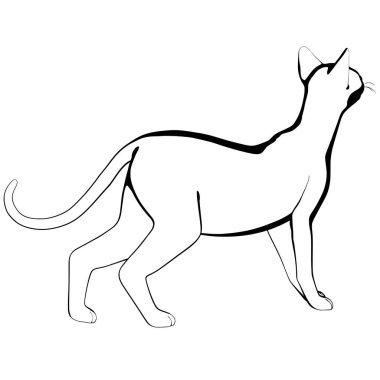 Beyaz arka planda kedi resmi. Sphynx siluet vektörü, evcil hayvan çizimi