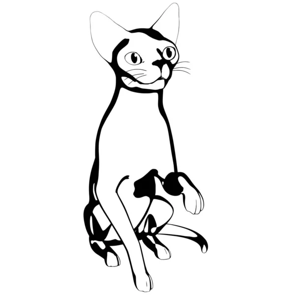 Katzenskizze Auf Weißem Hintergrund Sphynx Silhouette Vektor Haustier Illustration — Stockvektor