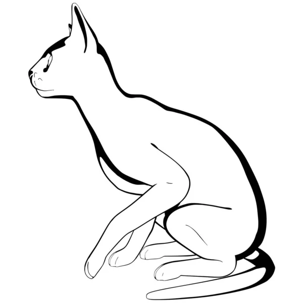 Desenho Gato Sobre Fundo Branco Sphynx Silhueta Vetor Ilustração Animal — Vetor de Stock