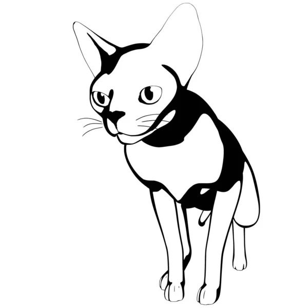 Katzenskizze Auf Weißem Hintergrund Sphynx Silhouette Vektor Haustier Illustration — Stockvektor