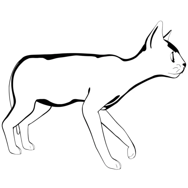 Desenho Gato Sobre Fundo Branco Sphynx Silhueta Vetor Ilustração Animal — Vetor de Stock