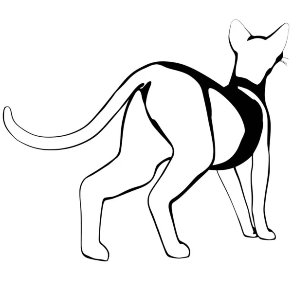 Desenho Gato Sobre Fundo Branco Sphynx Silhueta Vetor Ilustração Animal — Vetor de Stock