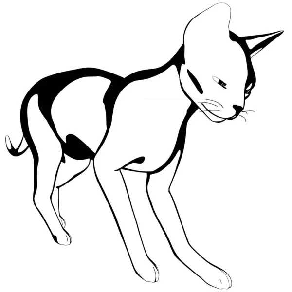 Desenho Gato Sobre Fundo Branco Sphynx Silhueta Vetor Ilustração Animal —  Vetores de Stock