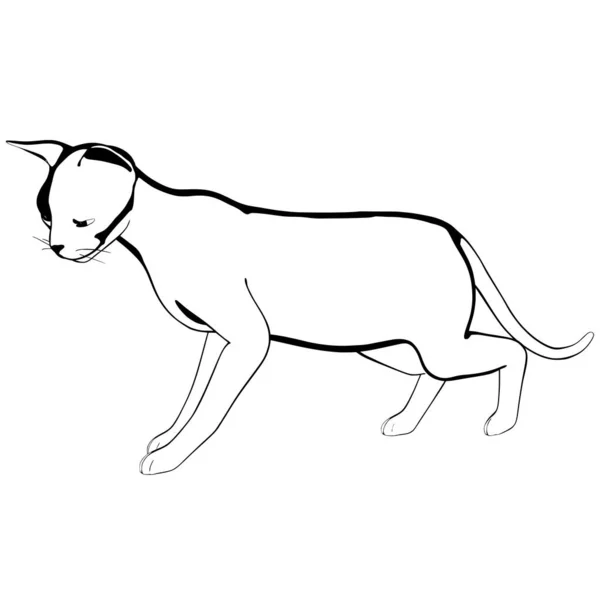 Desenho Gato Sobre Fundo Branco Sphynx Silhueta Vetor Ilustração Animal — Vetor de Stock