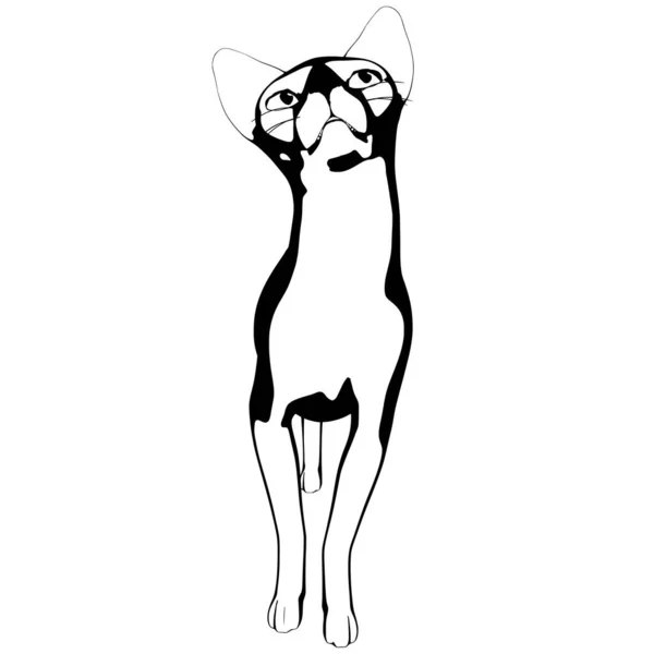 Croquis Chat Sur Fond Blanc Sphynx Silhouette Vecteur Illustration Pour — Image vectorielle