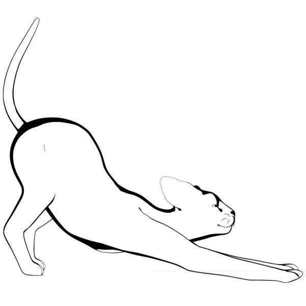 Cat Sketsa Pada Latar Belakang Putih Siluet Vektor Sphynx Ilustrasi - Stok Vektor