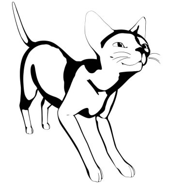 Beyaz arka planda kedi resmi. Sphynx siluet vektörü, evcil hayvan çizimi