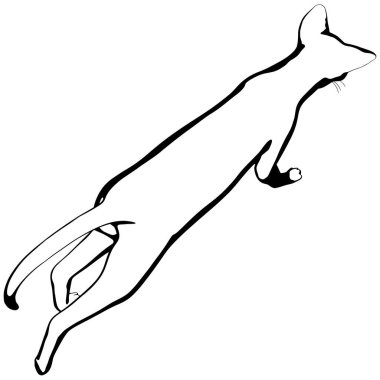 Beyaz arka planda kedi resmi. Sphynx siluet vektörü, evcil hayvan çizimi