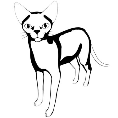 Beyaz arka planda kedi resmi. Sphynx siluet vektörü, evcil hayvan çizimi