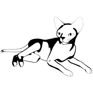 Beyaz arka planda kedi resmi. Sphynx siluet vektörü, evcil hayvan çizimi
