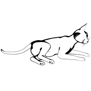 Beyaz arka planda kedi resmi. Sphynx siluet vektörü, evcil hayvan çizimi