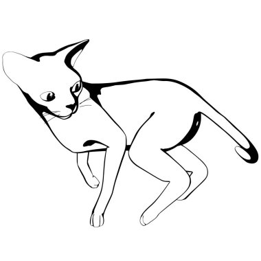 Beyaz arka planda kedi resmi. Sphynx siluet vektörü, evcil hayvan çizimi