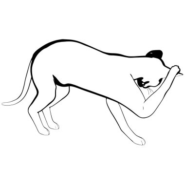 Beyaz arka planda kedi resmi. Sphynx siluet vektörü, evcil hayvan çizimi