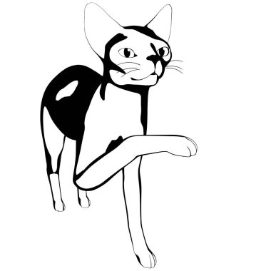 Beyaz arka planda kedi resmi. Sphynx siluet vektörü, evcil hayvan çizimi
