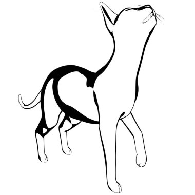 Beyaz arka planda kedi resmi. Sphynx siluet vektörü, evcil hayvan çizimi