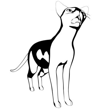 Beyaz arka planda kedi resmi. Sphynx siluet vektörü, evcil hayvan çizimi