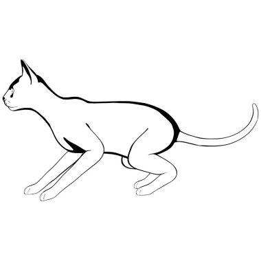 Beyaz arka planda kedi resmi. Sphynx siluet vektörü, evcil hayvan çizimi