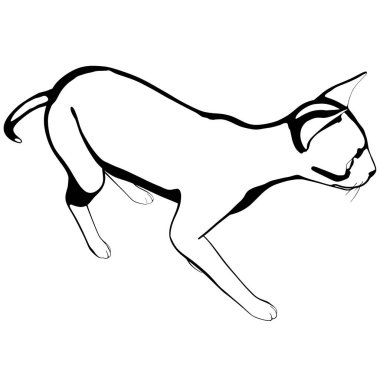 Beyaz arka planda kedi resmi. Sphynx siluet vektörü, evcil hayvan çizimi