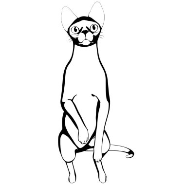 Beyaz arka planda kedi resmi. Sphynx siluet vektörü, evcil hayvan çizimi