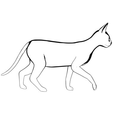 Beyaz arka planda kedi resmi. Sphynx siluet vektörü, evcil hayvan çizimi