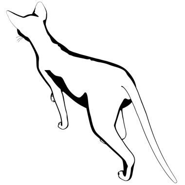 Beyaz arka planda kedi resmi. Sphynx siluet vektörü, evcil hayvan çizimi