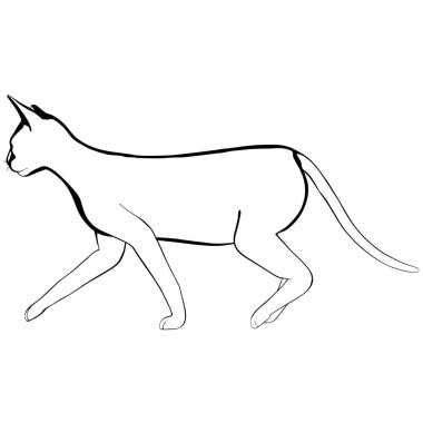 Beyaz arka planda kedi resmi. Sphynx siluet vektörü, evcil hayvan çizimi