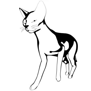 Beyaz arka planda kedi resmi. Sphynx siluet vektörü, evcil hayvan çizimi