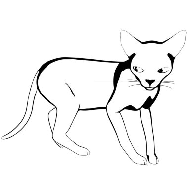 Beyaz arka planda kedi resmi. Sphynx siluet vektörü, evcil hayvan çizimi