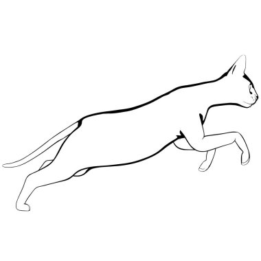 Beyaz arka planda kedi resmi. Sphynx siluet vektörü, evcil hayvan çizimi