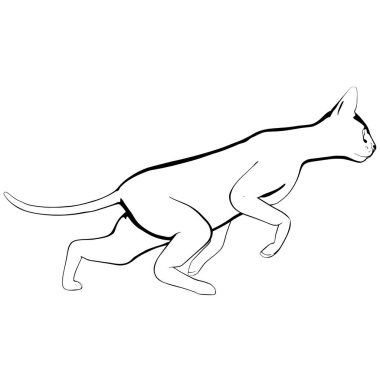 Beyaz arka planda kedi resmi. Sphynx siluet vektörü, evcil hayvan çizimi