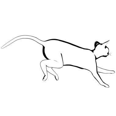 Beyaz arka planda kedi resmi. Sphynx siluet vektörü, evcil hayvan çizimi