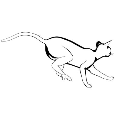Beyaz arka planda kedi resmi. Sphynx siluet vektörü, evcil hayvan çizimi