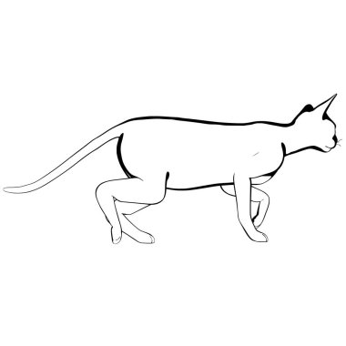 Beyaz arka planda kedi resmi. Sphynx siluet vektörü, evcil hayvan çizimi