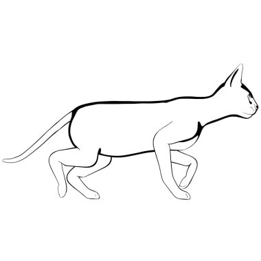 Beyaz arka planda kedi resmi. Sphynx siluet vektörü, evcil hayvan çizimi