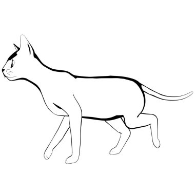 Beyaz arka planda kedi resmi. Sphynx siluet vektörü, evcil hayvan çizimi
