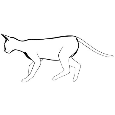 Beyaz arka planda kedi resmi. Sphynx siluet vektörü, evcil hayvan çizimi