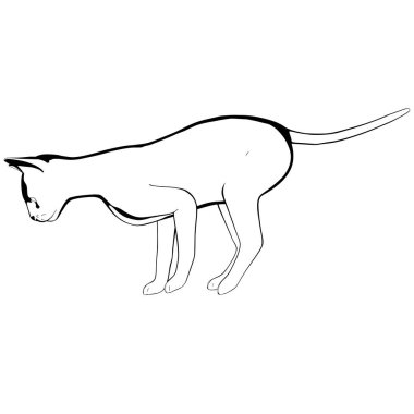 Beyaz arka planda kedi resmi. Sphynx siluet vektörü, evcil hayvan çizimi