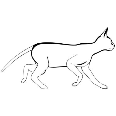 Beyaz arka planda kedi resmi. Sphynx siluet vektörü, evcil hayvan çizimi