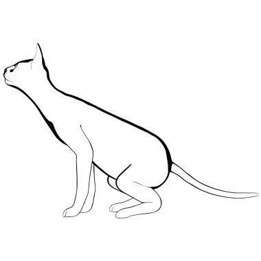 Beyaz arka planda kedi resmi. Sphynx siluet vektörü, evcil hayvan çizimi