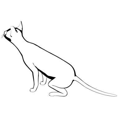 Beyaz arka planda kedi resmi. Sphynx siluet vektörü, evcil hayvan çizimi