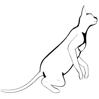 Beyaz arka planda kedi resmi. Sphynx siluet vektörü, evcil hayvan çizimi