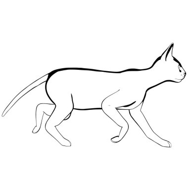 Beyaz arka planda kedi resmi. Sphynx siluet vektörü, evcil hayvan çizimi