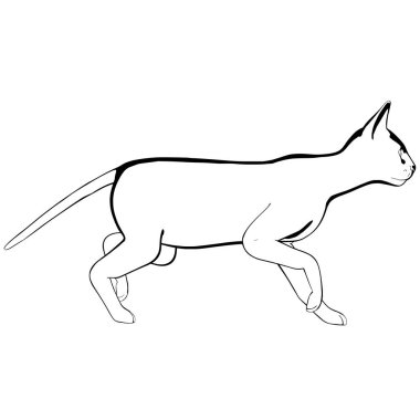 Beyaz arka planda kedi resmi. Sphynx siluet vektörü, evcil hayvan çizimi