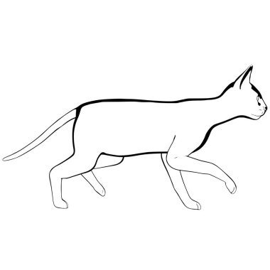 Beyaz arka planda kedi resmi. Sphynx siluet vektörü, evcil hayvan çizimi